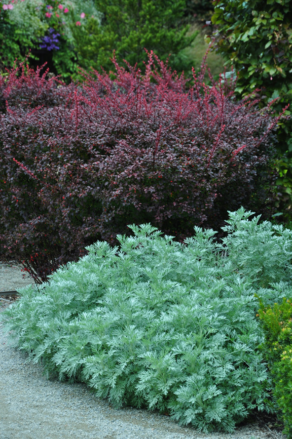 image_3 Artemisia schmidtiana Silver Mound- артемизия, пелин декоративен, кавказки пелин (1254)